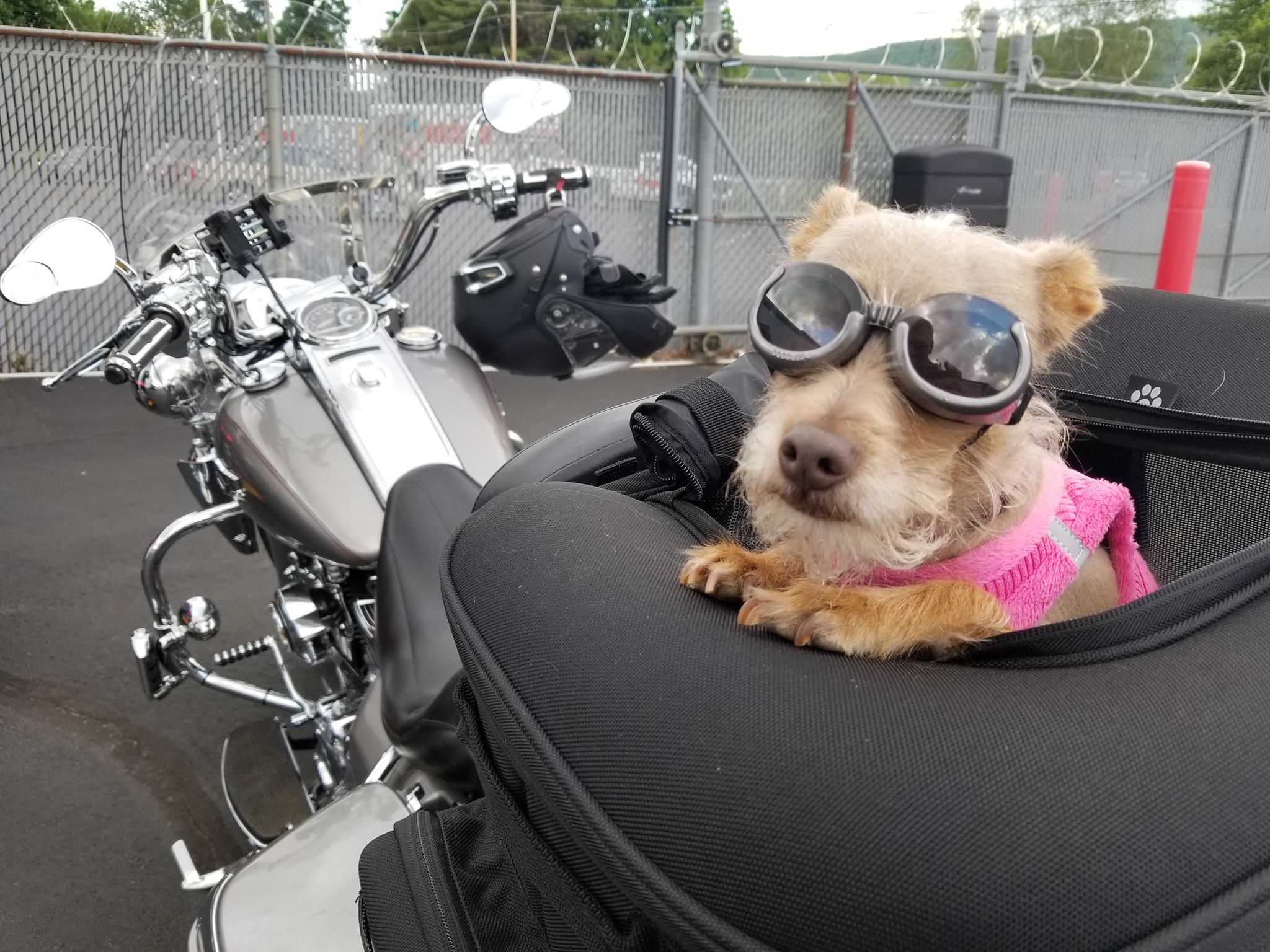 Riding a Motorcycle with your Dog! - The Rider Nation Blog | Rider